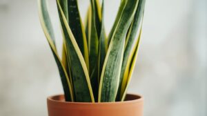 Urban Gardening Snake Plant